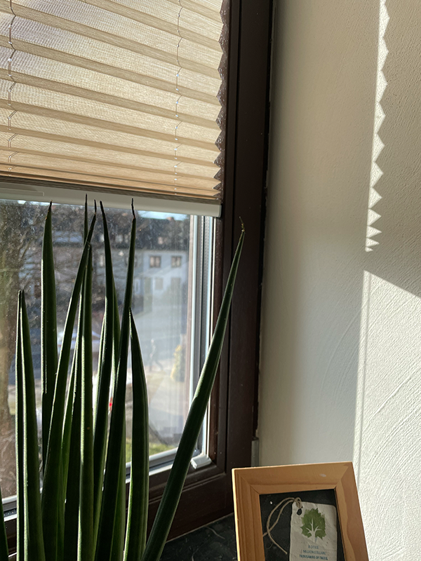 Tall green snake plant leaves next to a wooden photo frame on a windowsill with beige blinds partially closed and sunlight casting shadows on the wall.